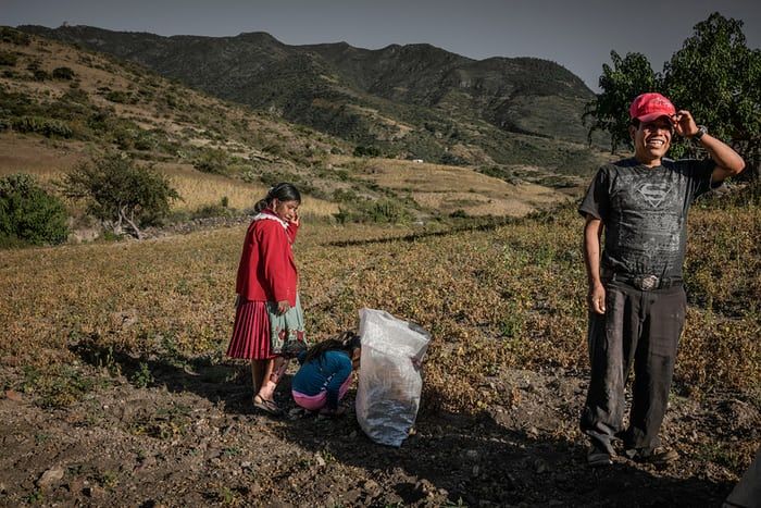 A family from the Zapotec indigenous group collects a meagre harvest from desiccated frijoles (beans), as the dry season quickly advances in the foothills of the Sierra Norte mountains in Oaxaca. The number of Mexicans living in food poverty – the inability to purchase basic items of food – rose from 18 million in 2008 to 20 million by late 2010. The incidence of malnutrition is higher in indigenous communities. Image by James Whitlow Delano. Mexico, 2017.