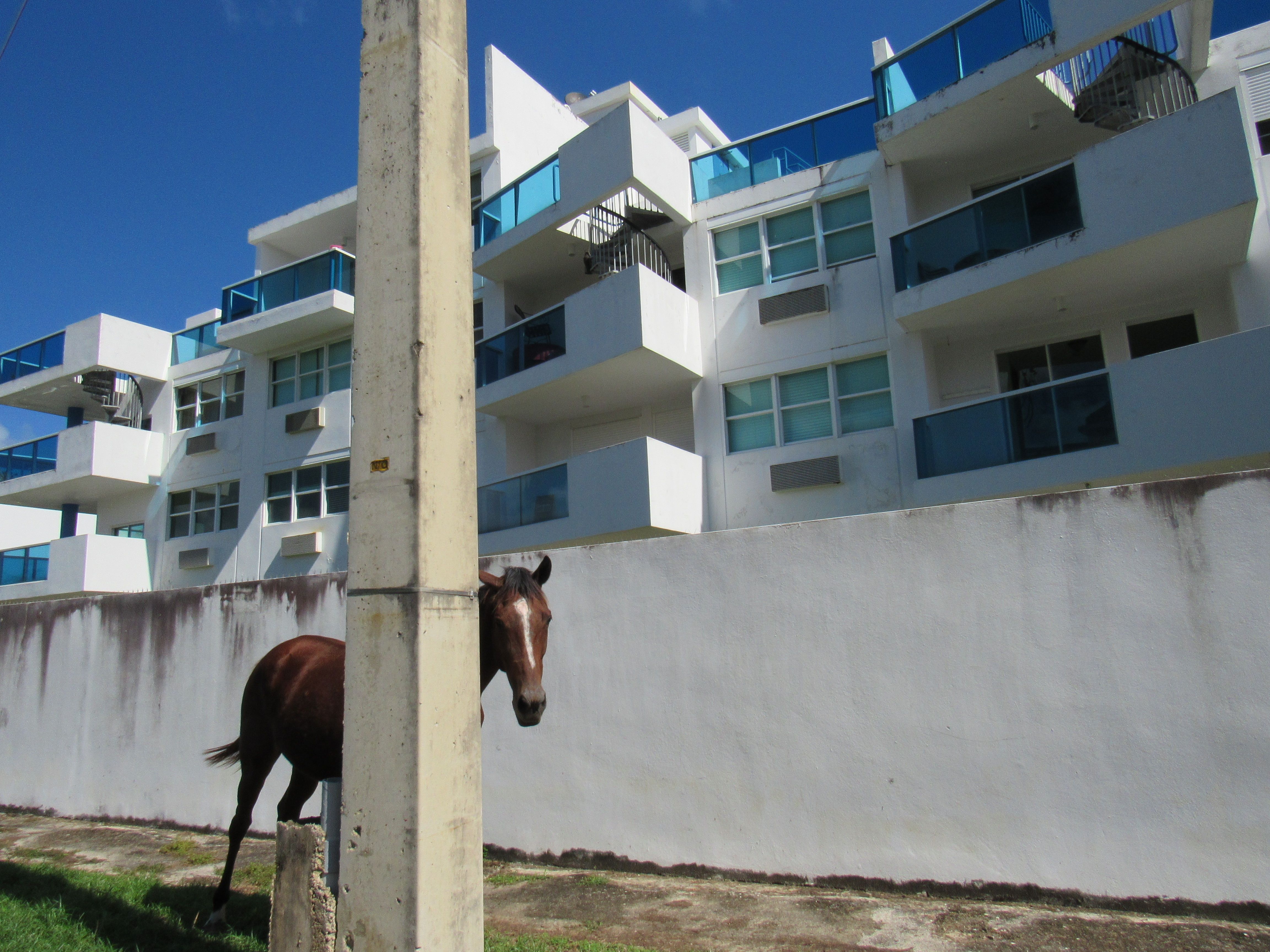 In Loiza many loiceños own horses. Many times owners will take their horses to eat grass in the overgrown lots near the condominiums. Image by Isabel Sophia Dieppa. United States, 2018.