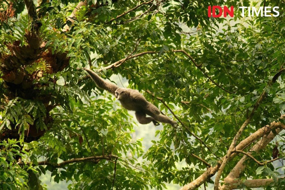 One troop of Owa Jawa in Petungkriyono forest consists of a pair of male and female parents with a number of their individual infants. They never get down and touch the ground. Image by Dhana Kencana. Indonesia, 2020.