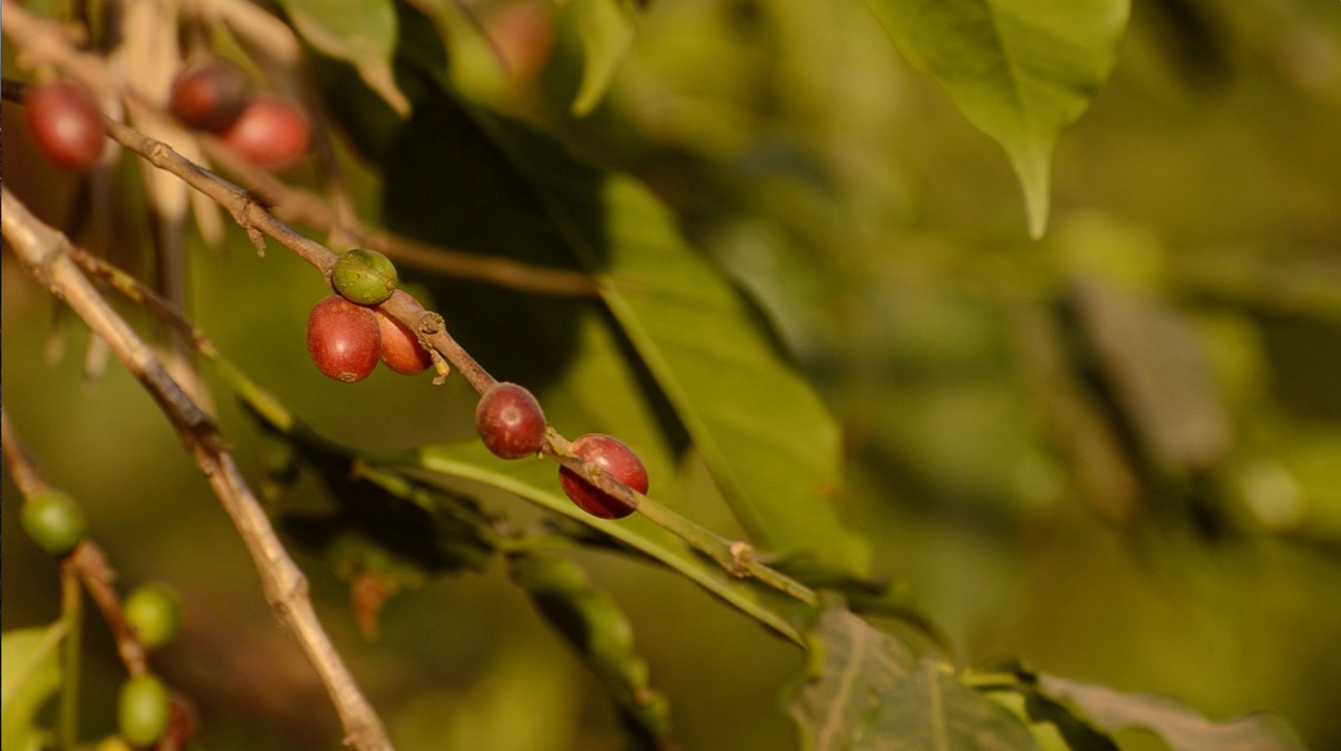 Cherries, the fruit of the coffee tree, generally contain two coffee beans--actually two seeds, each with one flat side--inside. Tanzania is famous for its peaberry coffee, produced by a rare mutation that creates only a single seed with no flat part. Image by Dan Grossman. Tanzania, 2016.