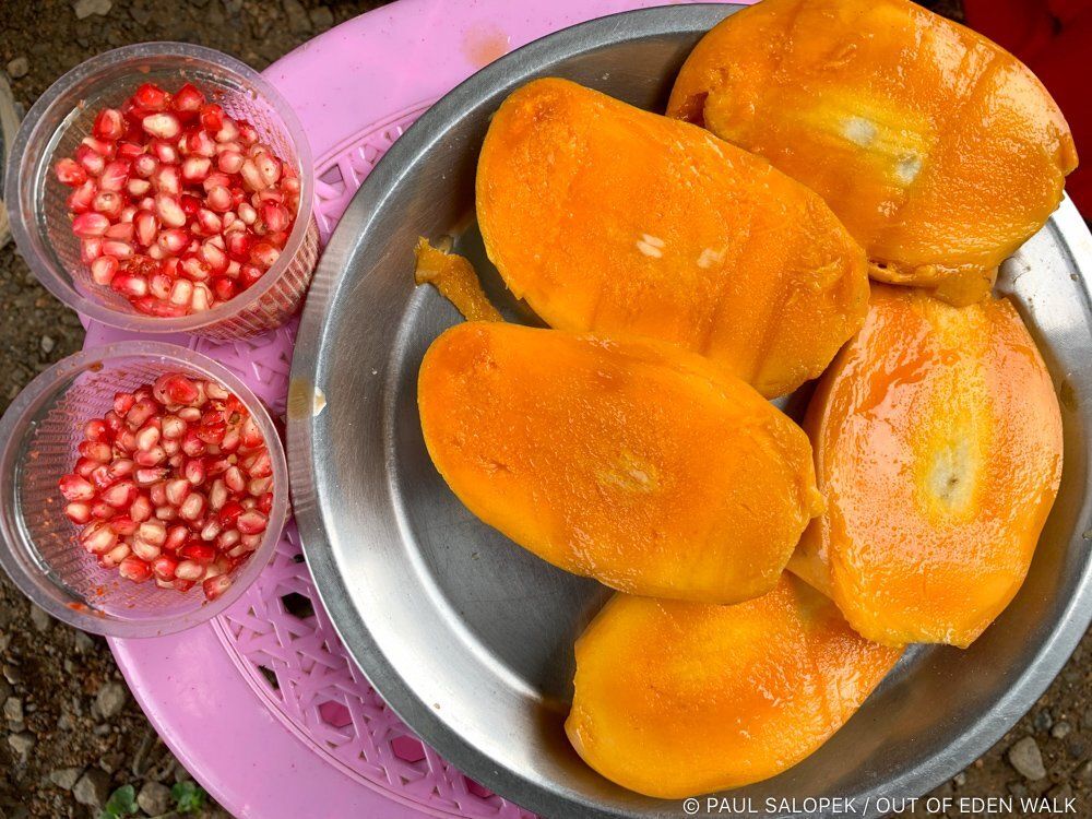 Fructose high in Manipur, India. Image by Paul Salopek. India, 2019.
