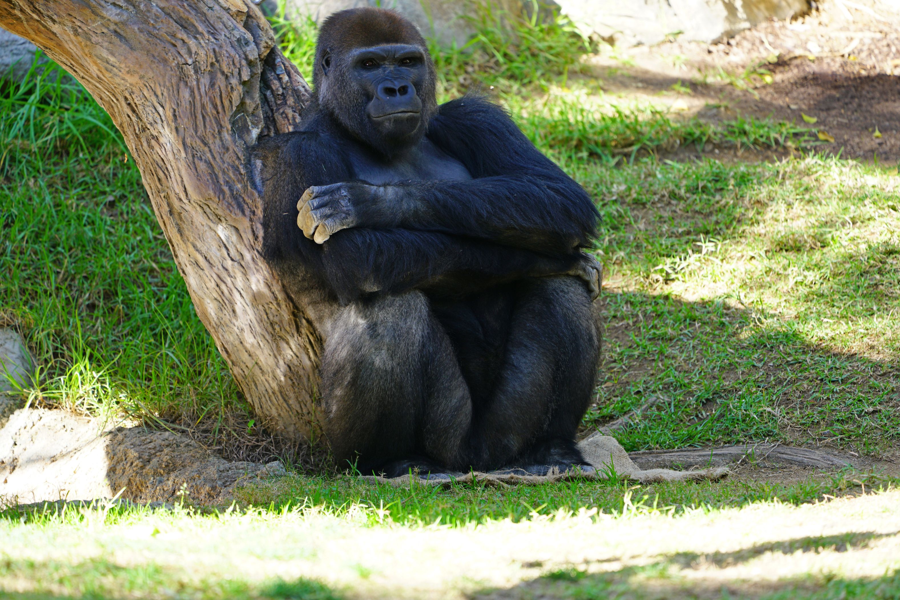 View of a Western gorilla at the San Diego Zoo Safari Park in San Diego, California. Image by EQRoy/Shutterstock. United States, 2020.