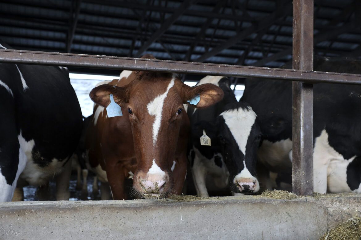Cows are seen at Darian Acres dairy farm in Rio, Wis., on Dec. 18, 2020. Image by Coburn Dukehart / Wisconsin Watch. United States, 2020.
