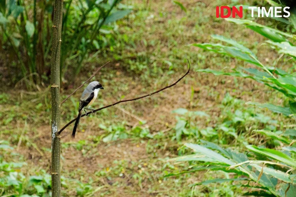 A population of rare ornamental birds called the Gray Bentet (Lanius schach), commonly known as Cendet, still exists in the Petungkriyono Forest. Image by Dhana Kencana/IDN Times. Indonesia, 2020.