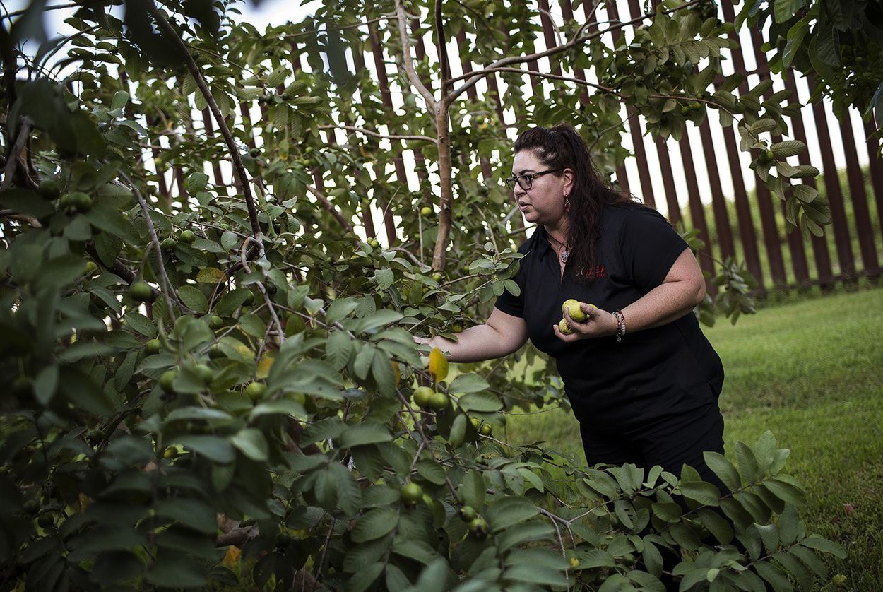 Melissa Solis picks guavas behind her family home on Oklahoma Avenue in Brownsville in August 2017. The federal government built the border fence about 40 feet from her family's home, but because it's not on their property they didn't receive compensation. Image by Martin do Nascimento. United States, 2017.