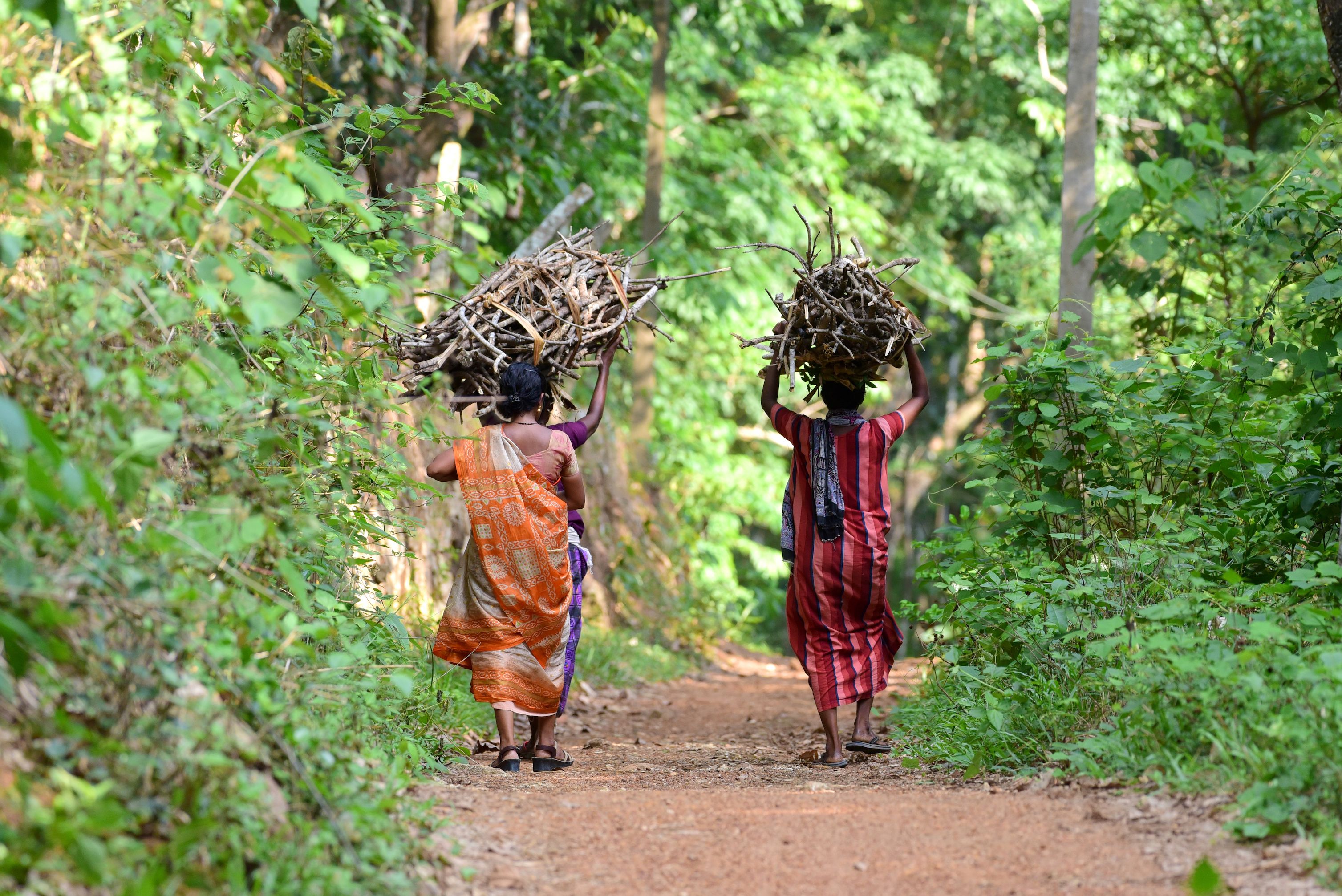 Women carrying fire wood in India. Undated. Image by shutterstock/Pradeep Krishnan G.R.