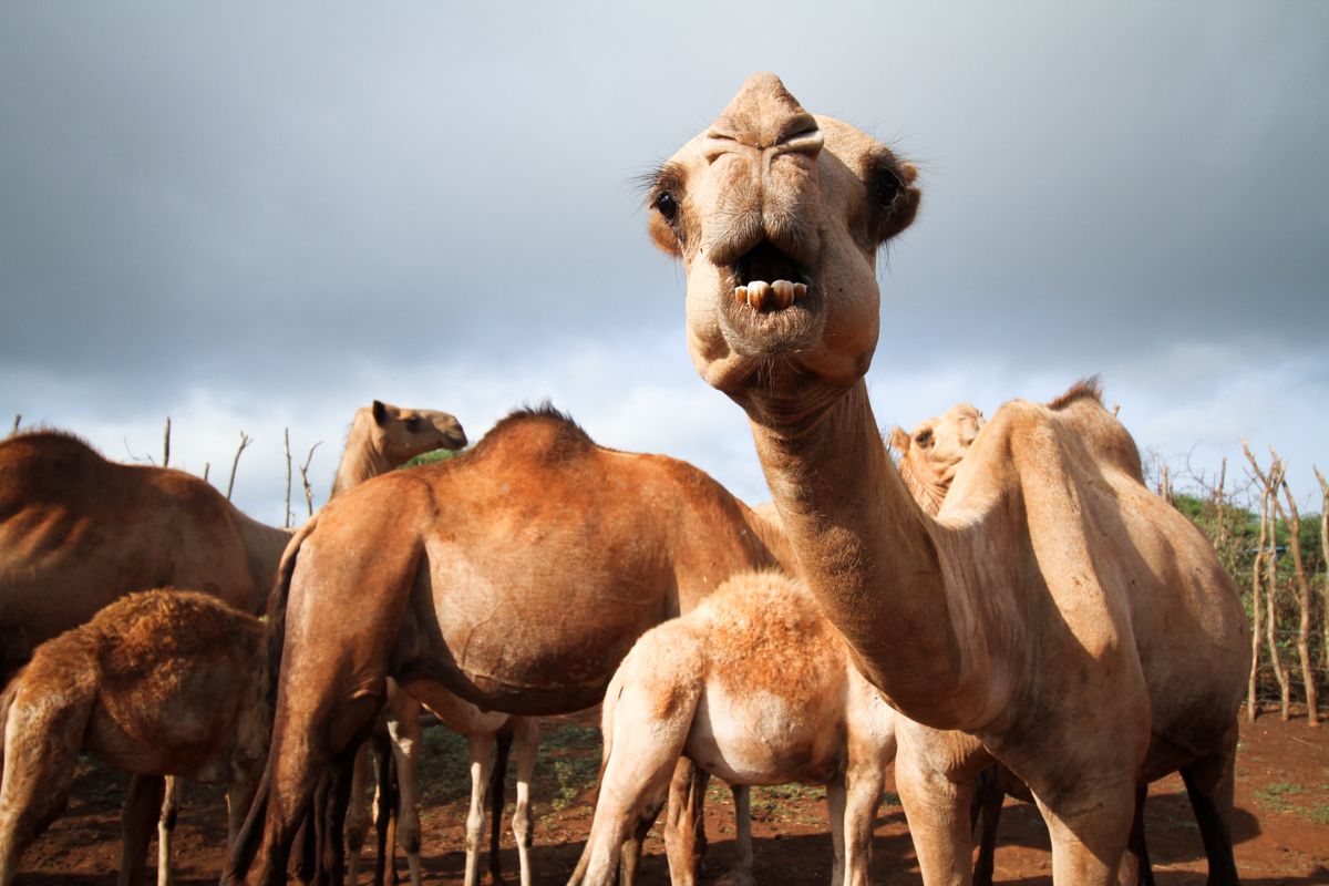 Camels in Marsabit, Kenya, where scientists believe the next pandemic could begin. Image by Jacob Kushner. Kenya, undated.