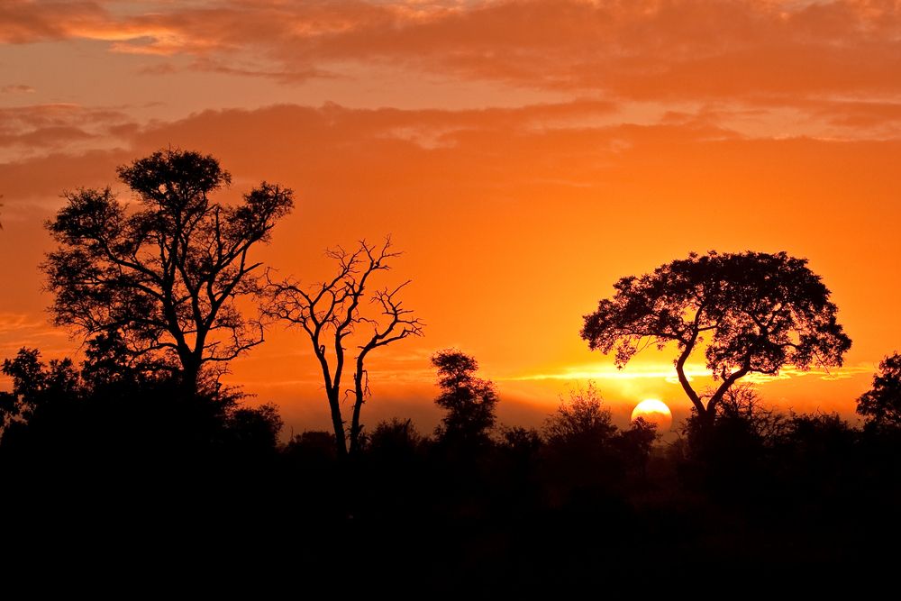 Kruger National Park. Image by Shutterstock. South Africa, undated.