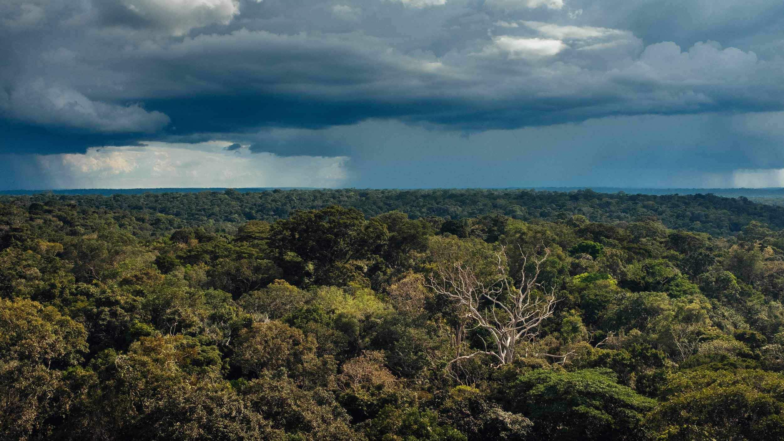 Brazil holds one-third of the world’s remaining tropical rainforest and until recently it absorbed as much CO2 pollution every year as the amount produced by all the cars on the planet. Now scientists fear that deforestation and climate change are pushing the forest to a tipping point beyond which it will actually release more CO2 into the atmosphere than it captures. Image by Sam Eaton. Brazil, 2018.