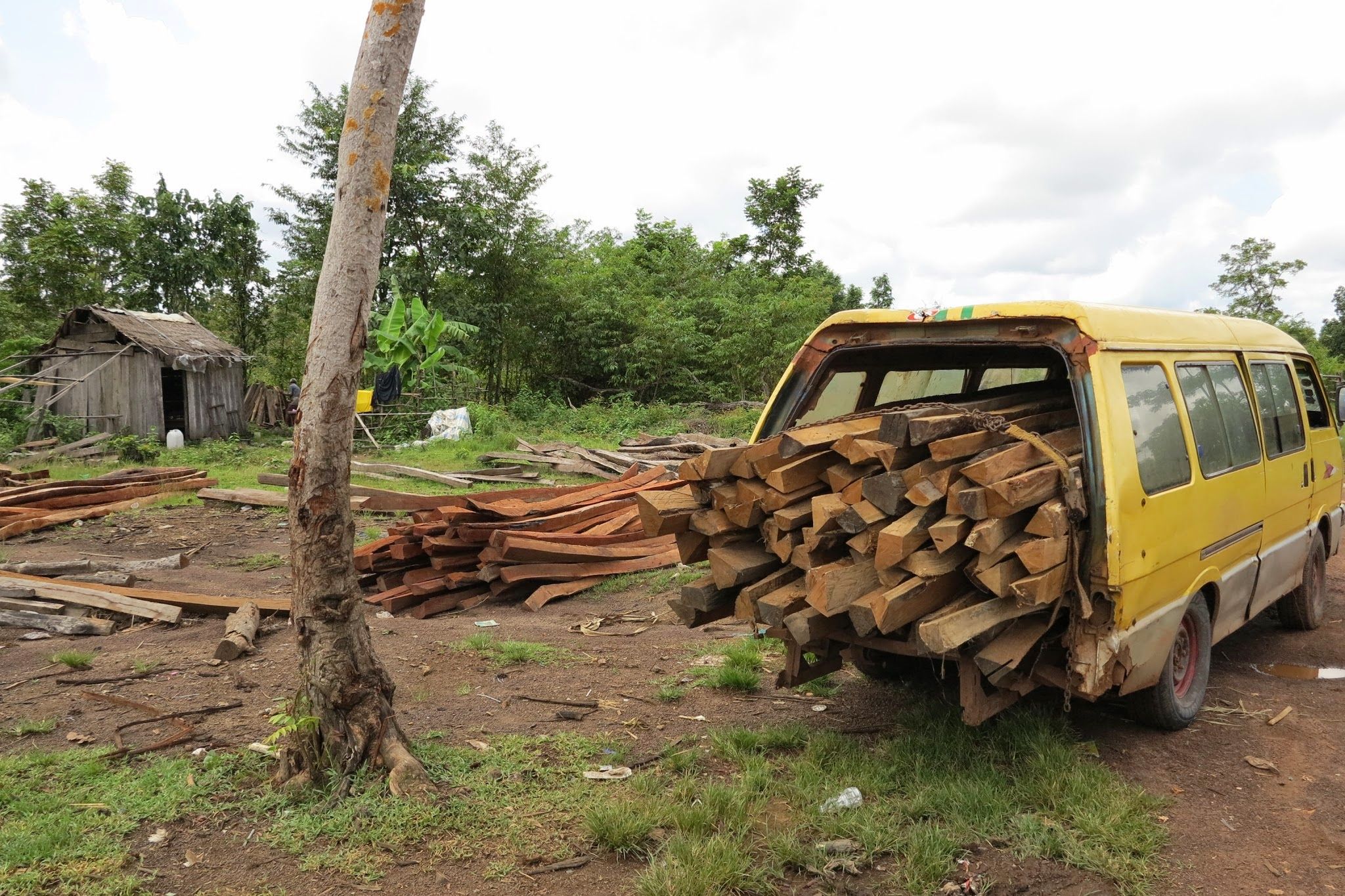 A shipment of illegal logs awaits transport