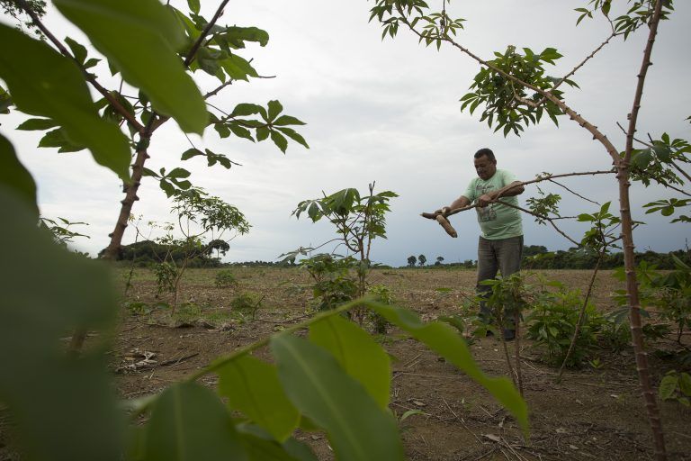 Farmer Antonio Alves, known as Seu Macaxeira, works in his farmland that is surrounded by soy plantations, in the Santos de Boa Fé community, Santarém PA. Image by Bruno Kelly. Brazil, 2020.