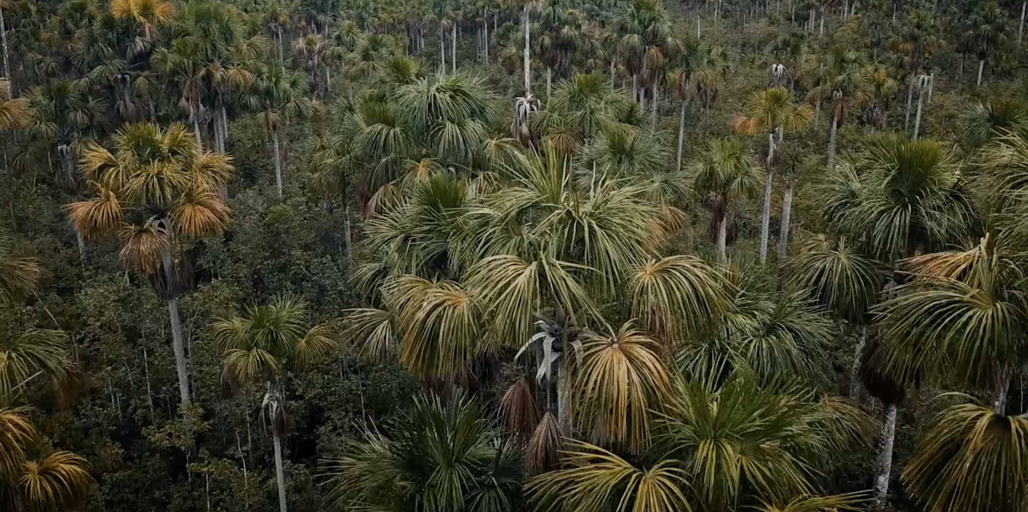 Drone footage shows the vast peatlands in Peru’s Pastaza-Marañón Foreland basin, including tall, thin aguaje palm trees. Image by Dado Galdieri. Peru, undated. 