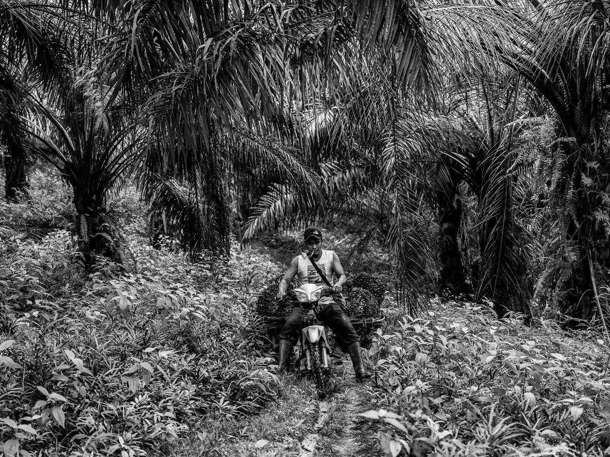 ROUTINE. Sunil, Asnia's husband, uses a motorbike to carry the palm fruits he harvested. He said that sometimes, the palm fruits can weigh up to 50 kg or 110 pounds. Image by Xyza Cruz Bacani. Indonesia, 2018. 
