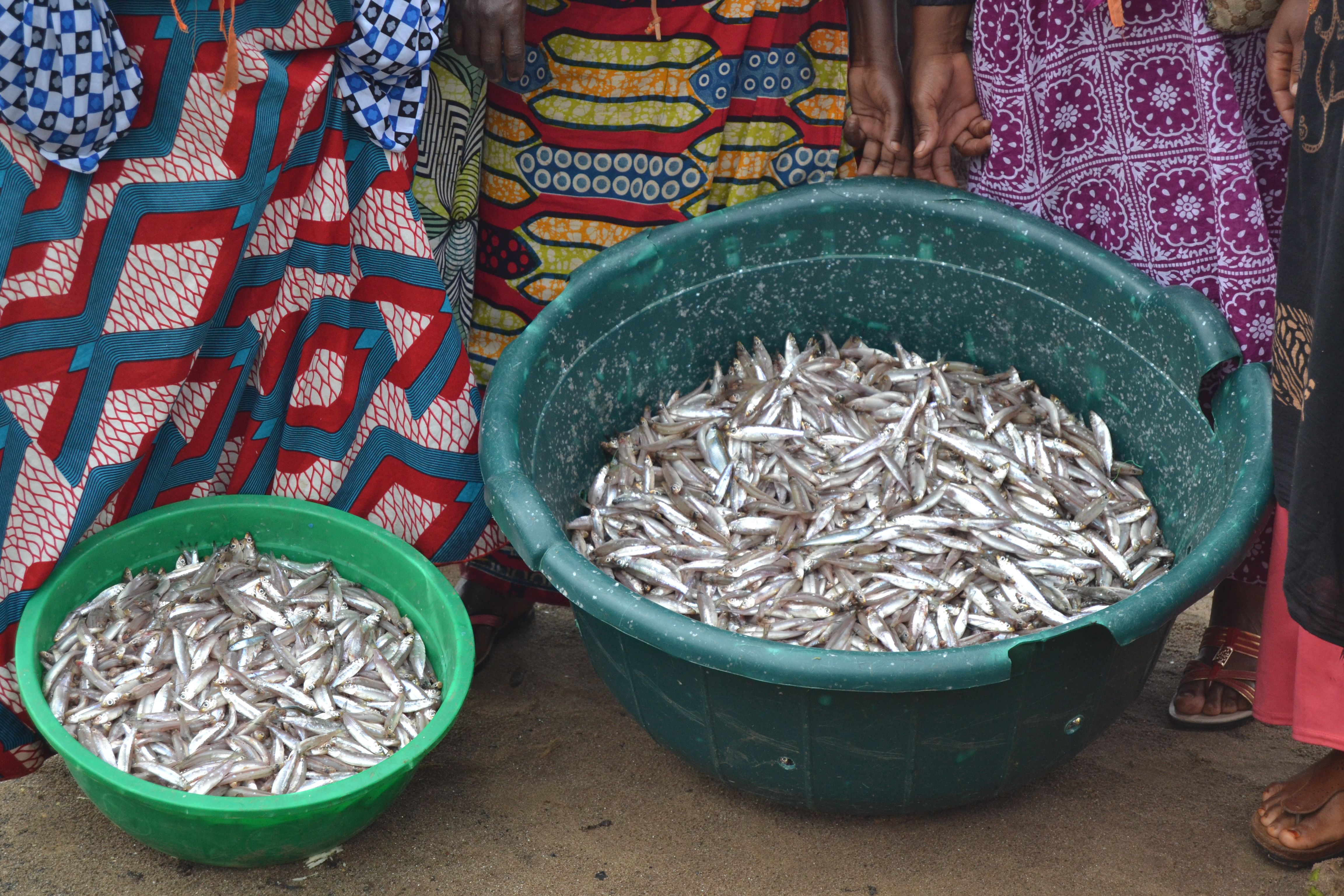 Fish caught by the COOPPAVI cooperative. On an average day, the women catch 56kg of fish. Image by Cammie Behnke. Rwanda, 2018.