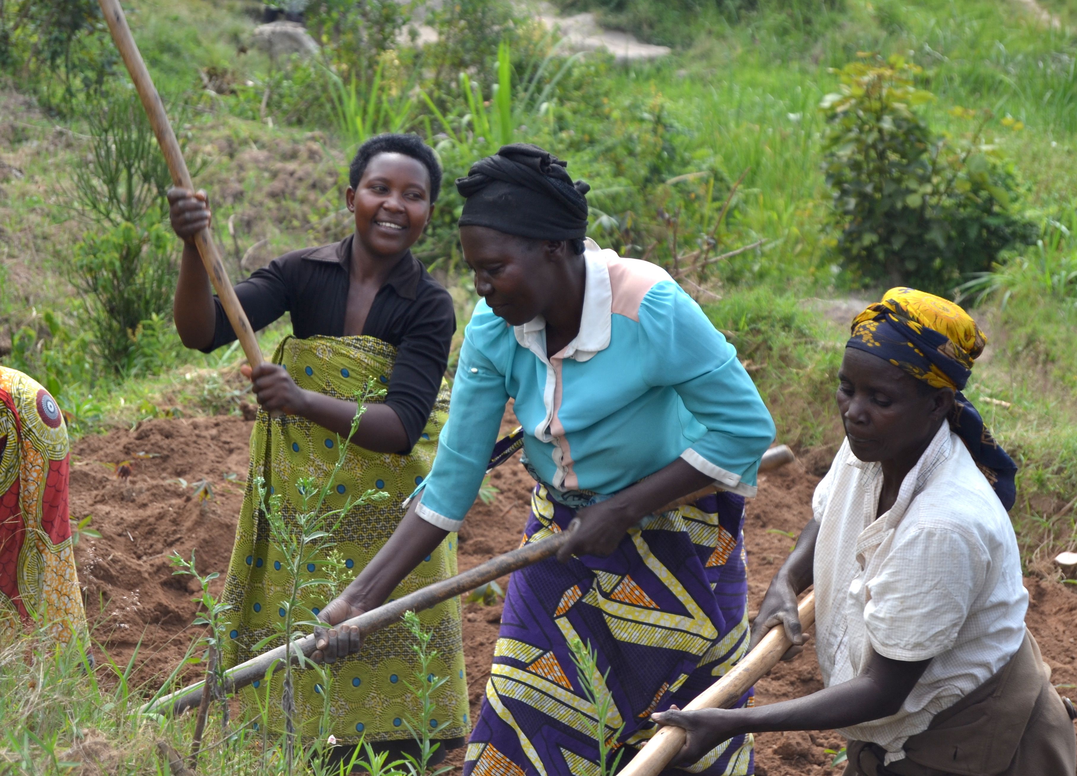 The women of the Duteraninkunga cooperative in Rwanda's Southern Province prepare the land to plant cassava, a root vegetable used for making flour. Image by Cammie Behnke. Rwanda, 2018.
