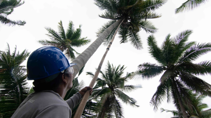 A worker collecting young coconuts at a smallholder coconut plantation in Sariaya, Quezon, Philippines. Image by Jervis Gonzales. Philippines, 2020.