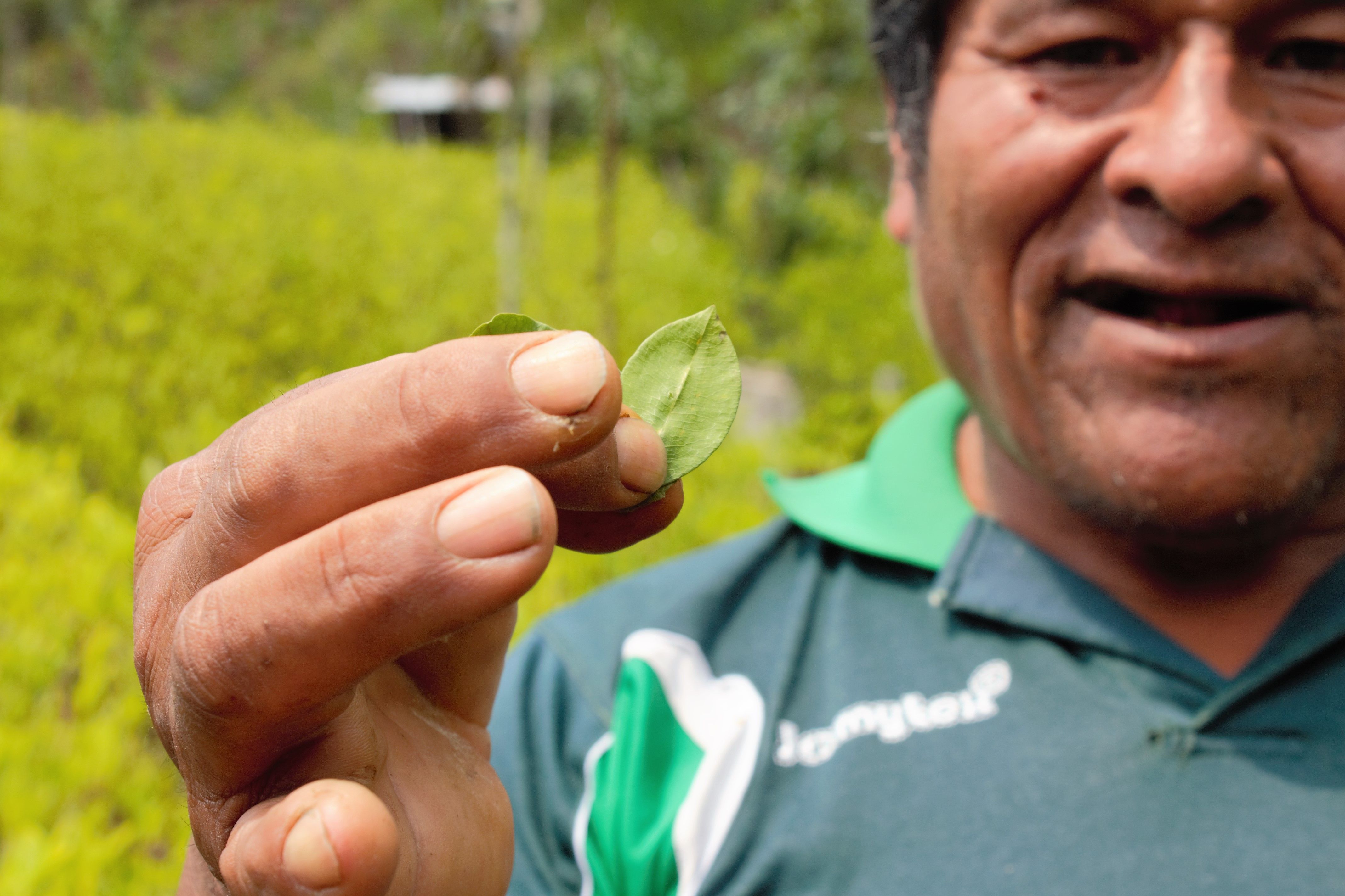 Don Mario, coca grower, is showing coca leaves he grew. His coca crops are entirely organic. Image by Alice Campaignolle. Bolivia, 2019.