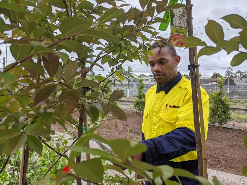 A week after leaving Ravenhall, Ali Tibballs inspects trees he's about to plant on a landscaping project in Melbourne, Australia. Image by Rae Ellen Bichell / Mountain West News Bureau. Australia, 2020.