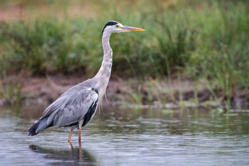 Grey heron at the Kruger National Park in the provinces of Limpopo and Mpumalanga in northeastern South Africa. Image by Andy Price / Flickr. South Africa, 2019. 
