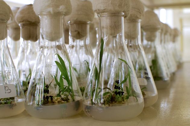 Young shoots, grown in culture, at the Malaysian Palm Oil Board's lab, in Kuala Lumpur. Scientists use tissue culture to clone the highest-yielding trees. Image by Wudan Yan. Malaysia, 2017.
