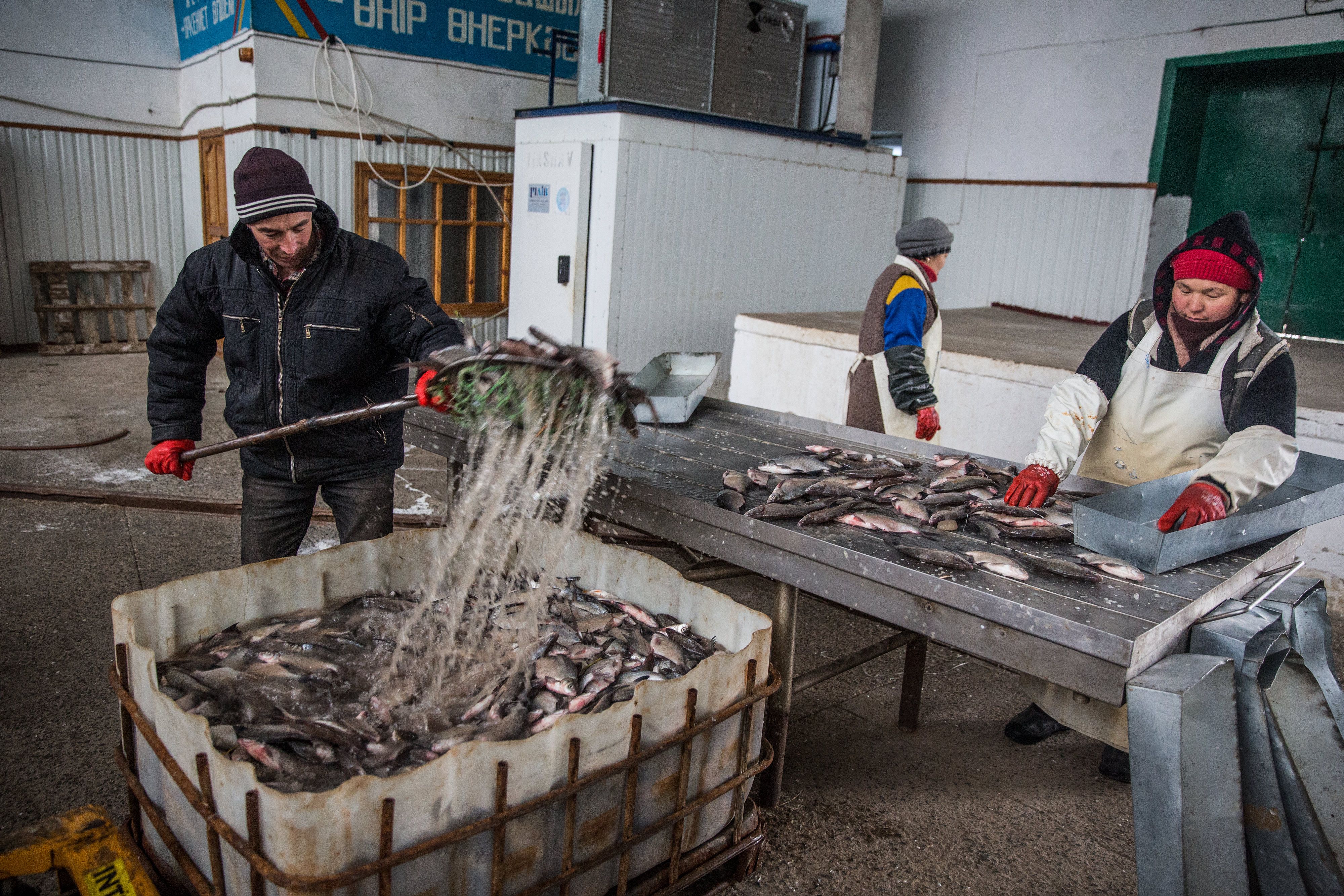 Workers process fish at a plant in Aralsk, Kazakhstan. Image by Taylor Weidman. Kazakhstan, 2017.