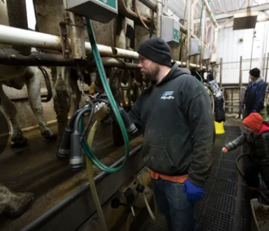 Peter Thewis and his wife, Kendra, work in the milking parlor while their 4-year-old son, Skyler, dances around. Image by Mark Hoffman/Milwaukee Journal Sentinel. USA, 2019.