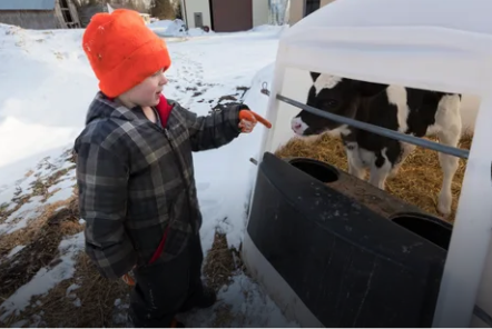 Skyler Thewis talks to a calf on his family's farm. Image by Mark Hoffman/Milwaukee Journal Sentinel. USA, 2019.