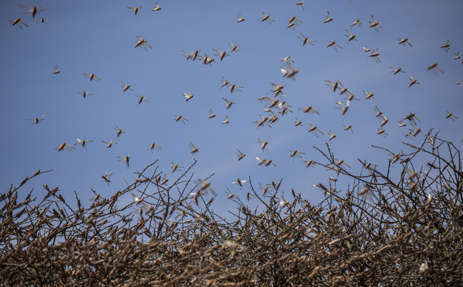 A swarm of desert locusts flies over an acacia tree in a remote part of Somalia. Image by Will Swanson / For The Times. ​​​​​​​Somalia, 2020.