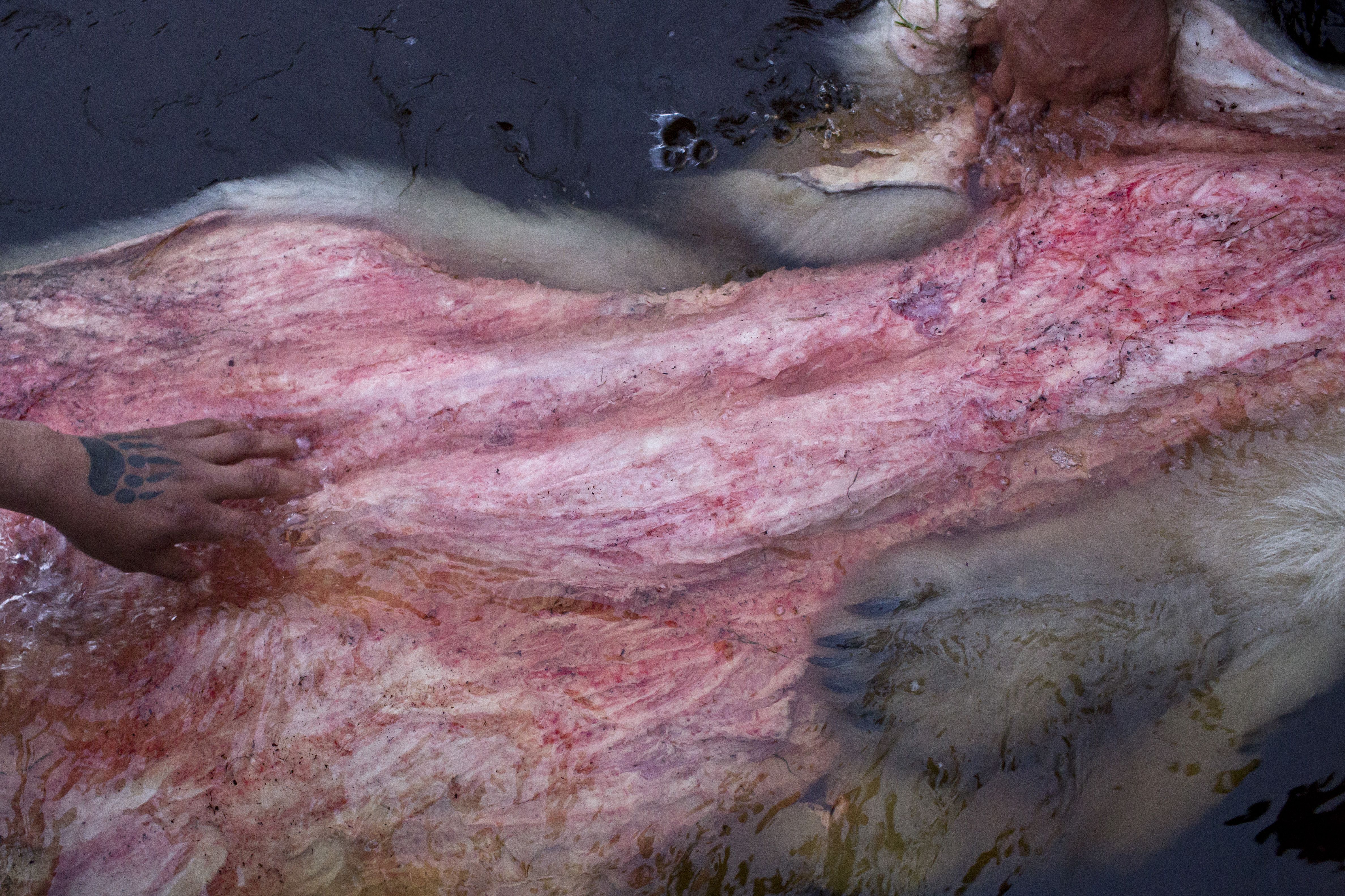 The pelt of a freshly skinned female polar bear is washed in the shallows of the Attawapiskat river. The bear was shot only hours earlier, when it charged a local man at a fishing camp on the outskirts of town. While the meat is only eaten in times of dire need, the fat was harvested to be used in traditional medicines. The expertise with which Cree woman Marietta Mattinas skinned and prepared the pelt was impressive, a skill she learned from her elders. Her nephew Xavier Wheesk (with the bear paw tattoo) and her husband Joseph are the ones preparing the pelt in the image, making it a family affair. Image by David Maurice Smith. Canada, 2016.