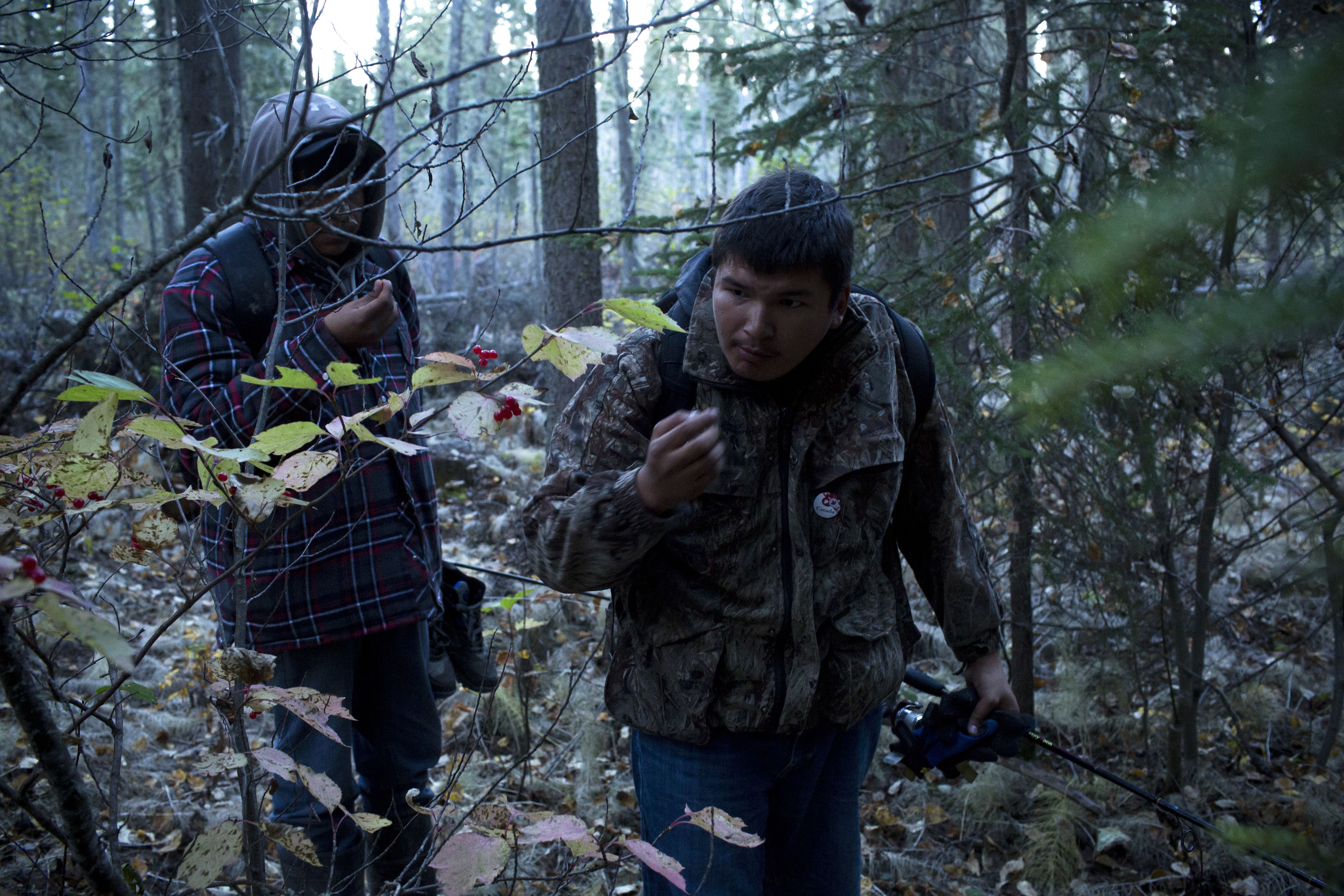 Lucas Shisheesh (right, 21 years old) and Adrian Hookimaw (19) pick wild berries while hiking from a fishing spot on the banks of the Attawapiskat river. Like many other young people I met in Attawapiskat, Lucas spends a great deal of time on the land after being taught by his father how to navigate the wilderness. Image by David Maurice Smith. Canada, 2016.
