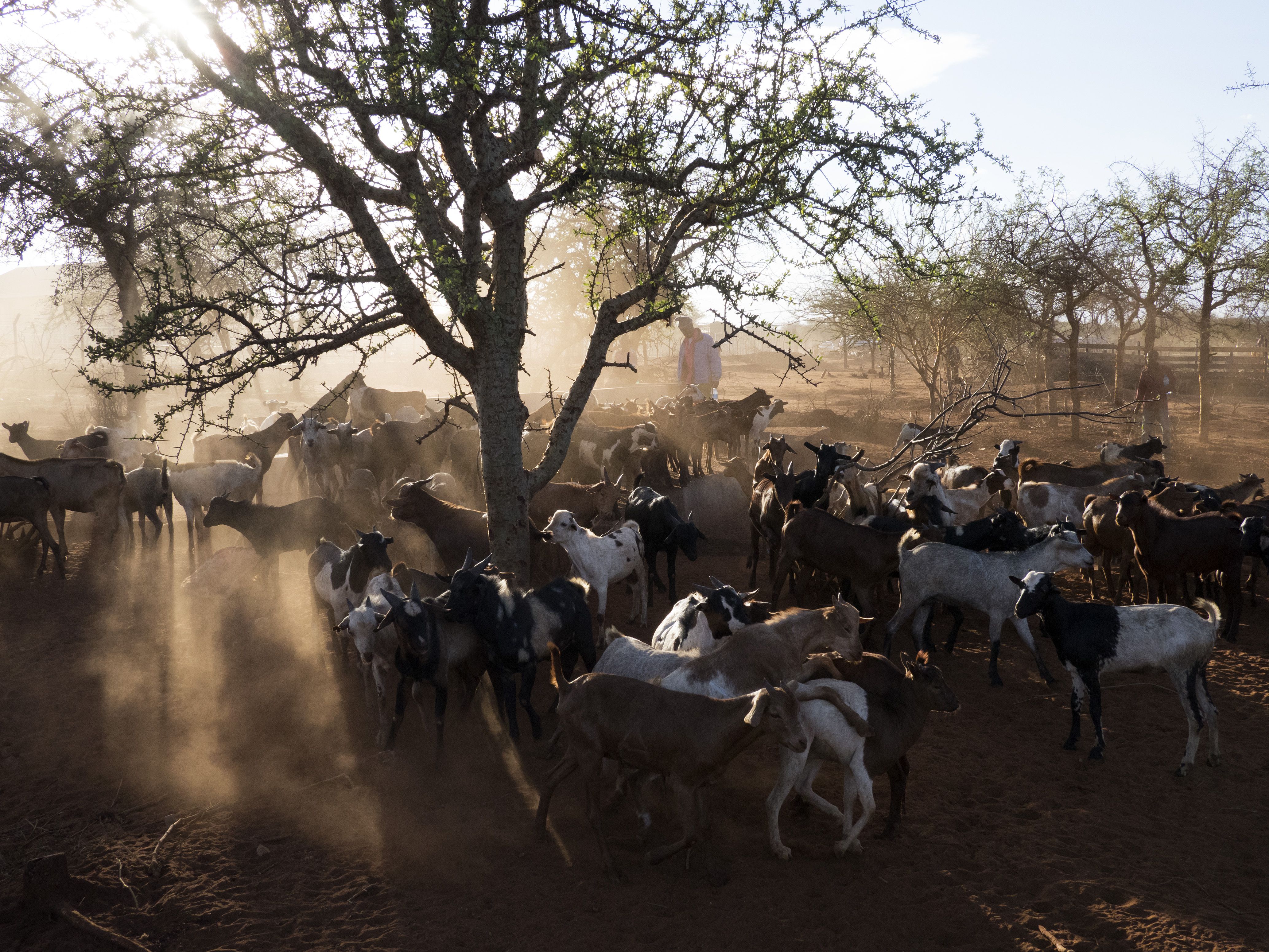 A Maasai market, mostly for sheep and goats. Image by Thomas Dworzak/Magnum Photos. Tanzania, 2018.