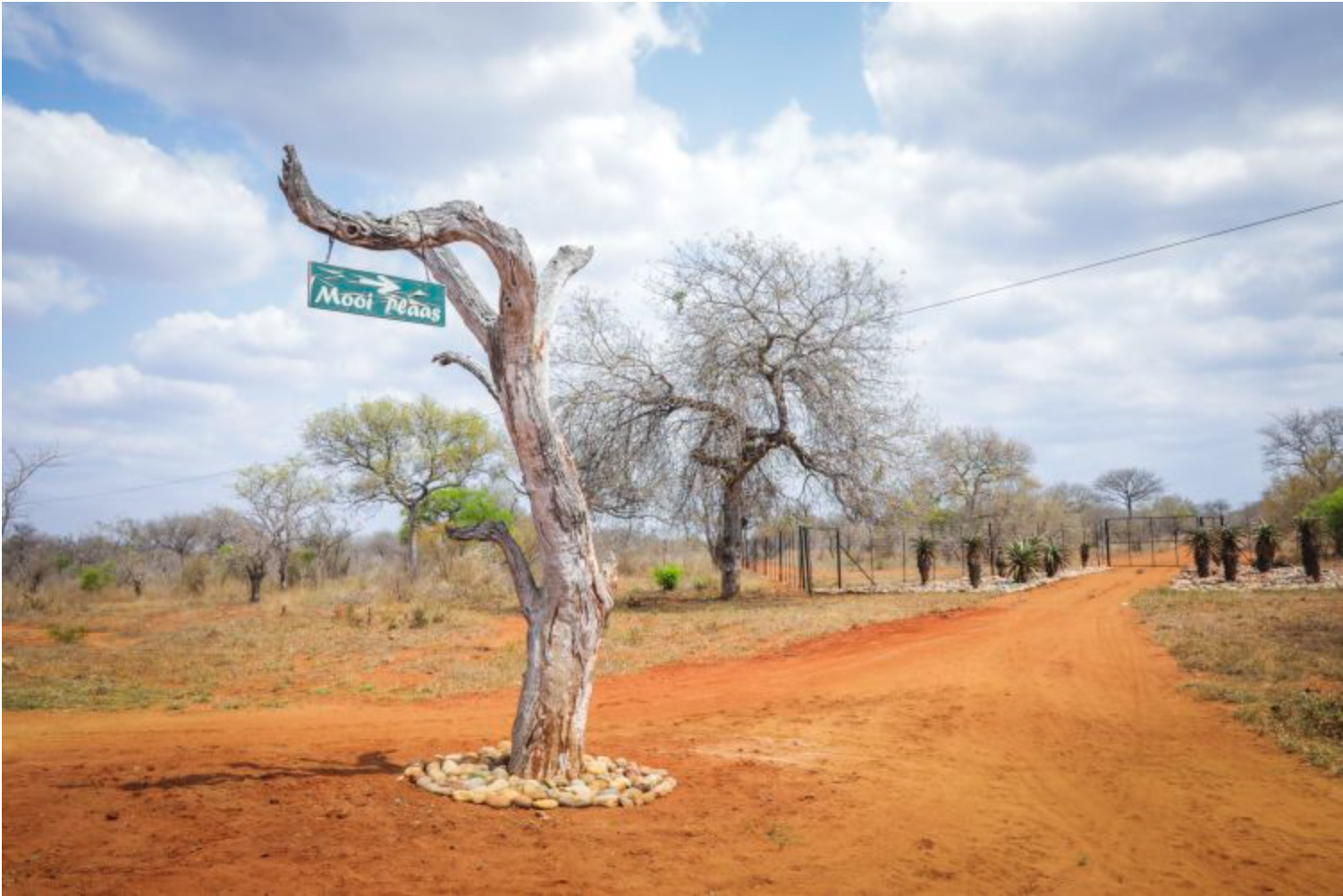 Twin City took over the leasehold of the 8,000ha Mooiplaas reserve from private investors, and consolidated it into Karangani Game Reserve. Image by Filipa Domingues. Mozambique, 2018.