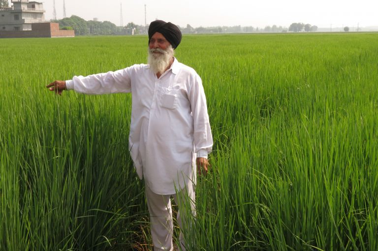 Joginder Singh stands in his rice paddy near the village of Noorpur Bet, Punjab. He started practicing climate-smart agriculture this year. He doesn’t read or write, but he learned the methods after visiting a demonstration site. Image by Lisa Palmer. India, 2015.