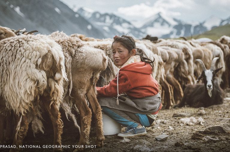 This young Kazakh girl in Western Mongolia was helping her mom milk the goats. Image by Atul Prasad, National Geographic Your Shot.