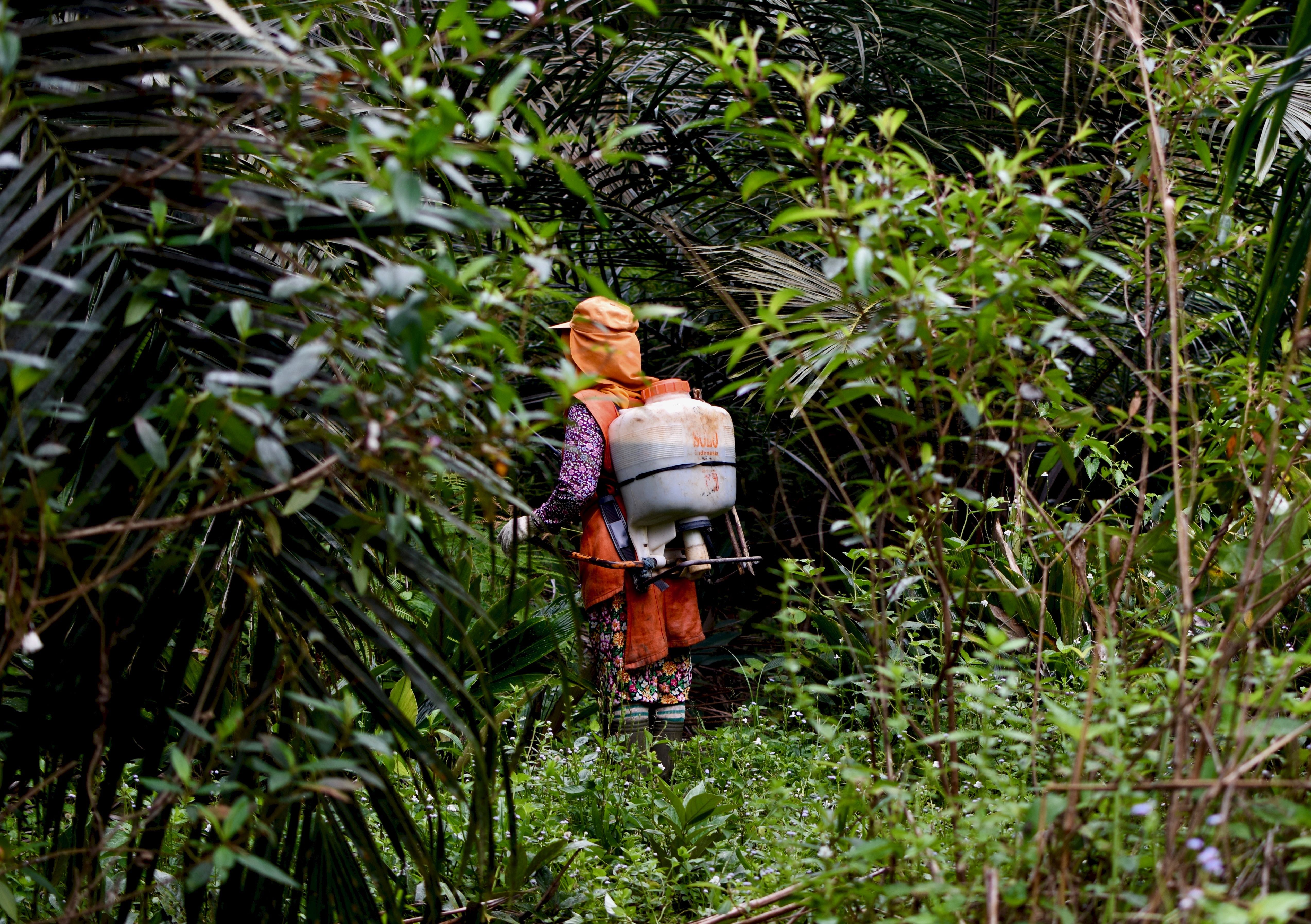 Women workers spray pesticides on an industrial plantation in Riau, Indonesia. Image by Wudan Yan. Indonesia, 2017.
