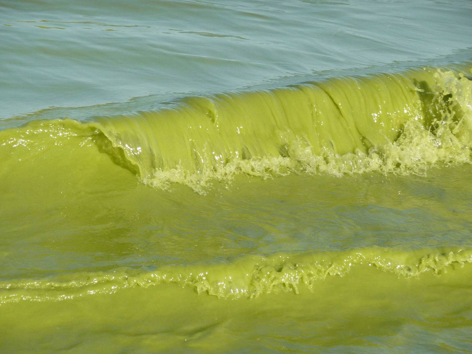 Harmful algal bloom in Lake Erie, Sept. 4, 2009. Image by NOAA/Flickr. United States, 2009.