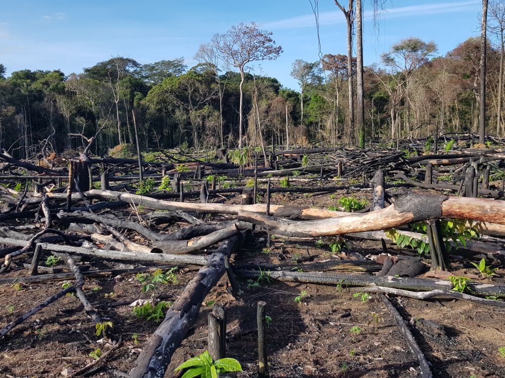 Deforestation of the Amazon rainforest. Image by Shutterstock. Brazil, 2019.