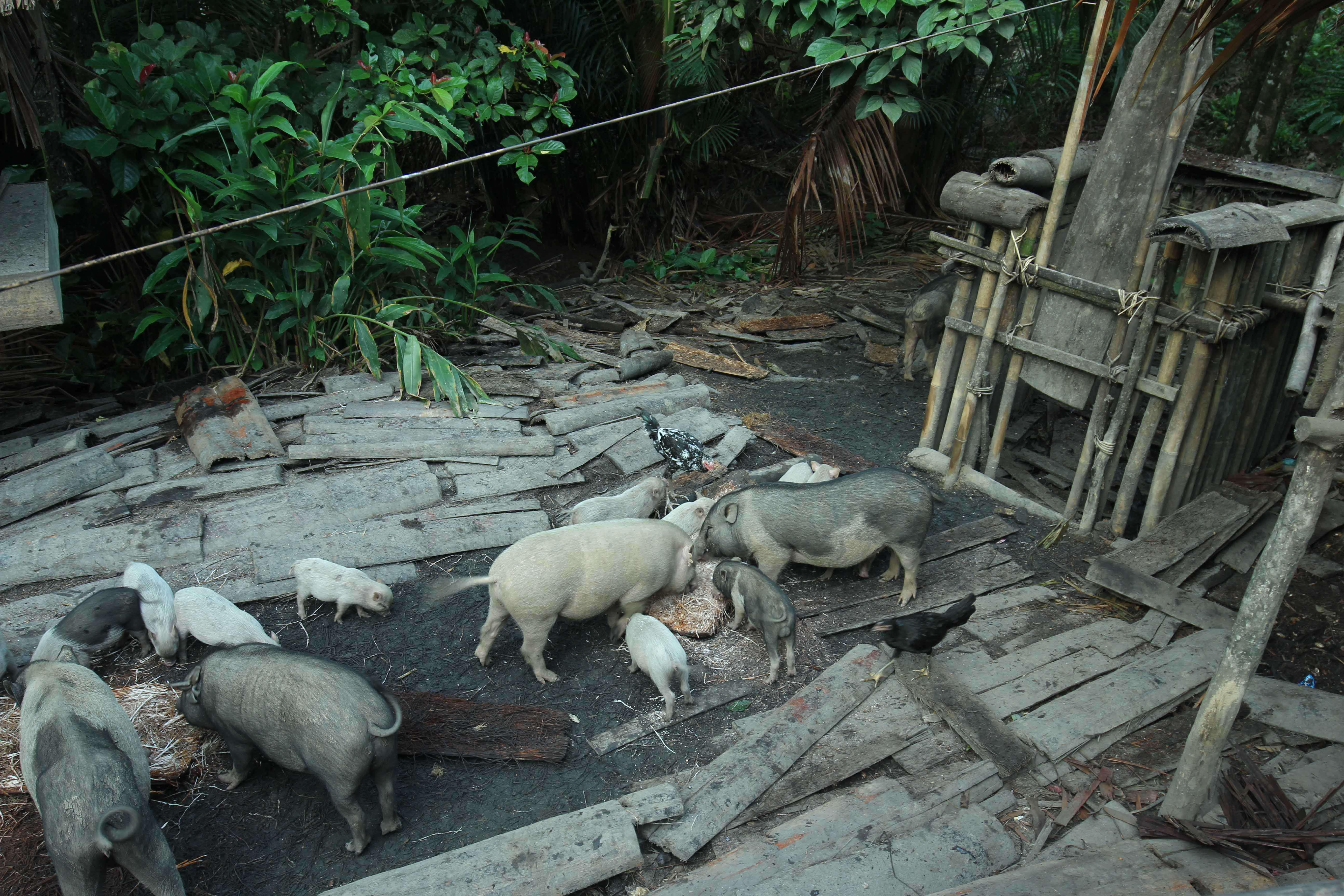 The Teu Tak Babalen pig farm in Simatalu Siberut Island. Image by Febrianti. Indonesia, 2020.