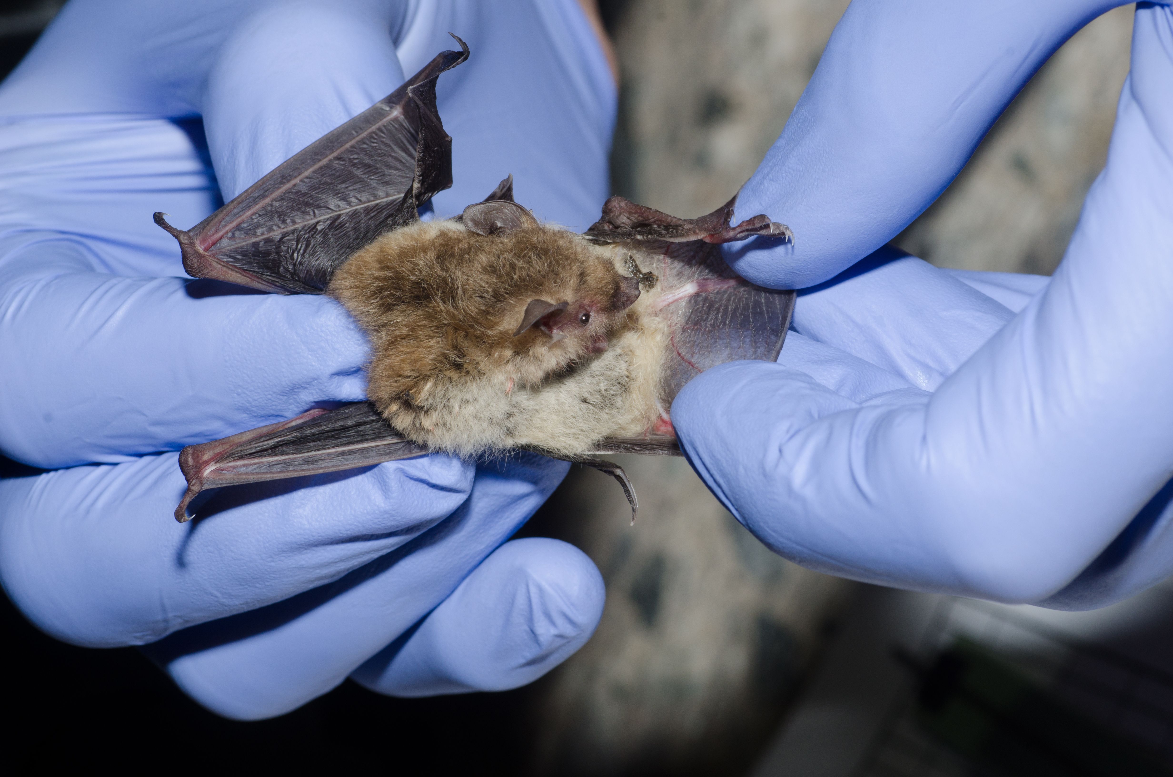 A wildlife biologist taking data on a bat caught in a mist net. Image courtesy Shutterstock.