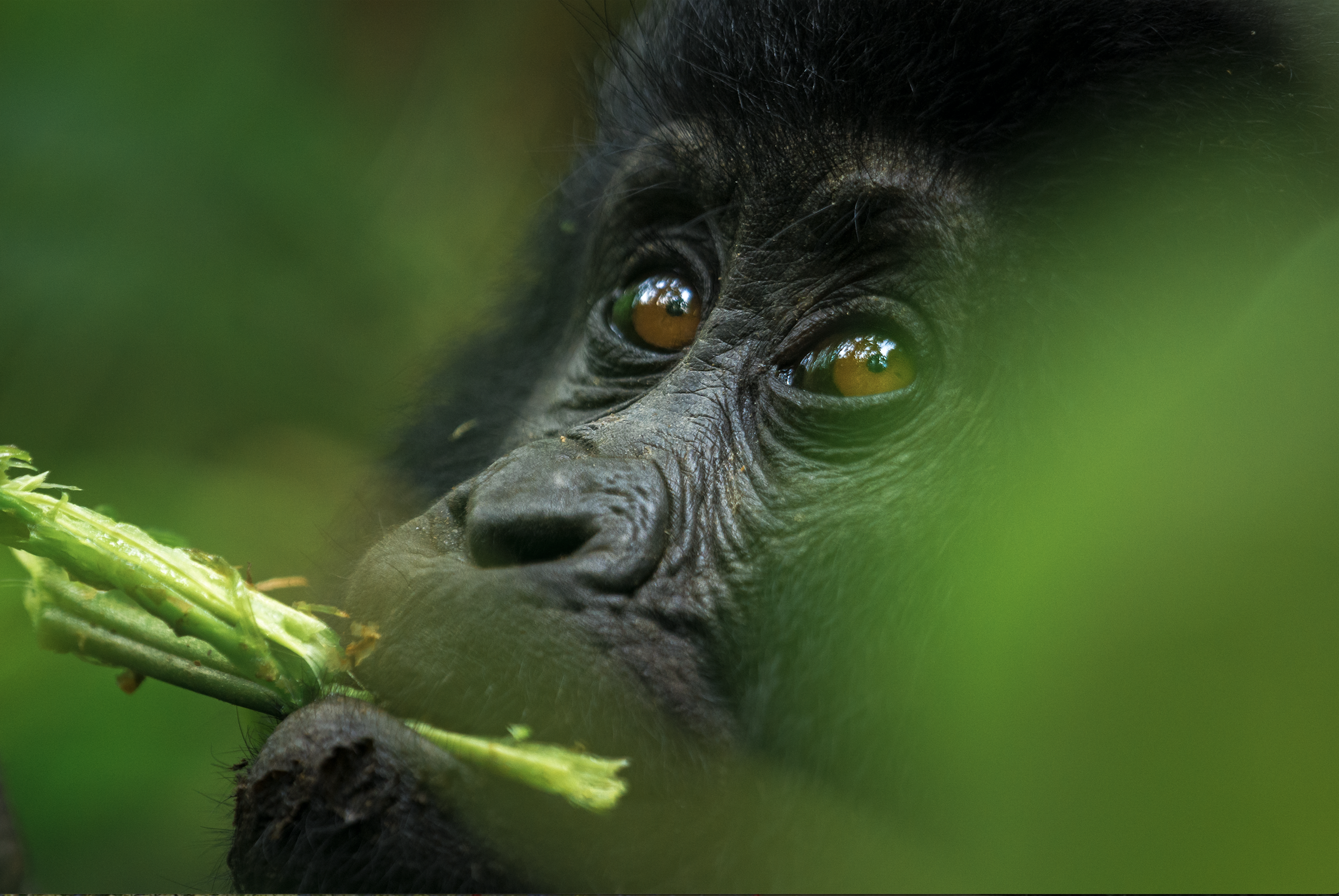 An eastern mountain gorilla baby feeding at Bwindi Impenetrable National Park, Uganda. Image via Shutterstock.