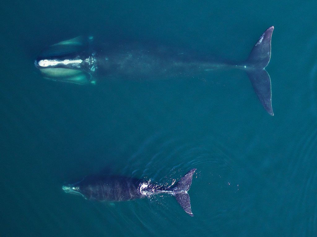 An adult female North Atlantic right whale fed in Cape Cod Bay in early April 2019, accompanied by a young calf. NOAA, RESEARCH PERMIT #21371. United States, 2019. 