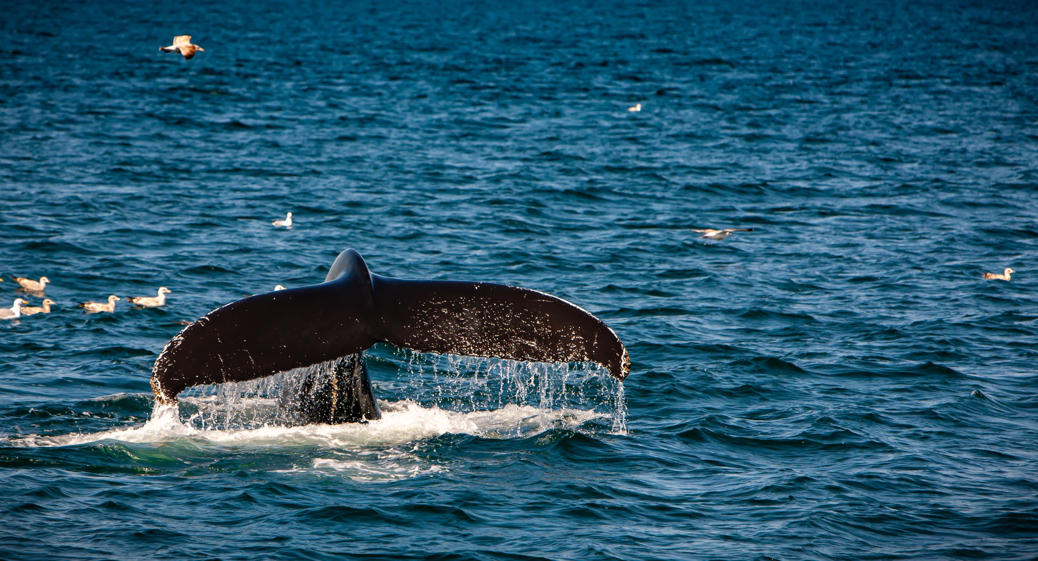 The tale of a Right Whale in the ocean off the coast of Cape Cod. Image by Jima Madigan / Shutterstock. United States, undated.

