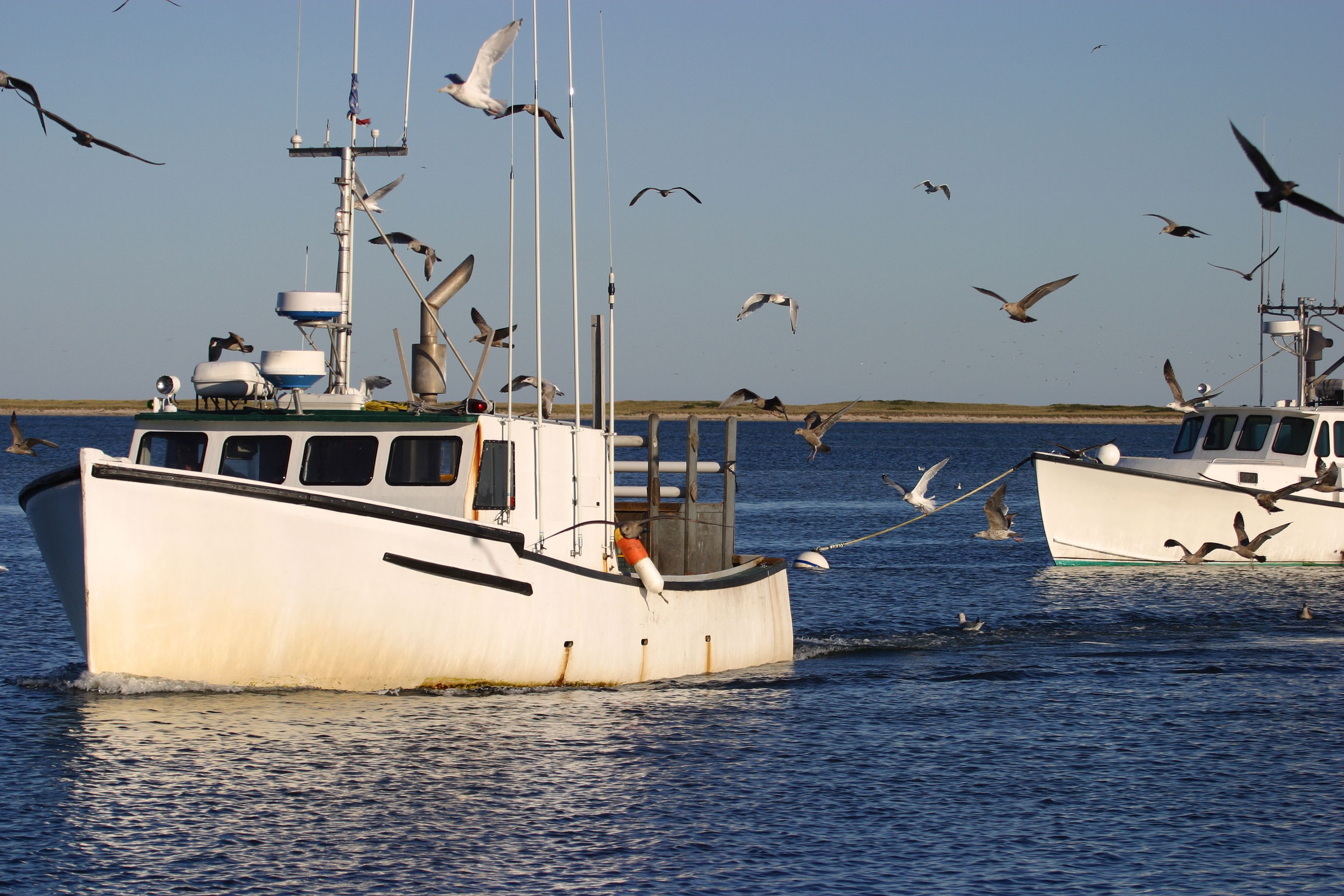 A fishing boat returning to Harbor followed by large flock of gulls. Image by Dennis W Donohue / Shutterstock. United States, undated.