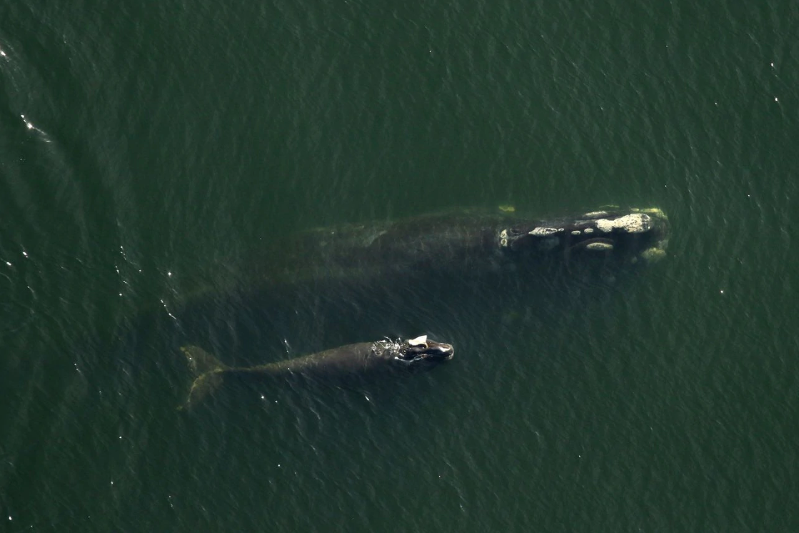 North Atlantic right whale mother, Derecha, swam with her injured calf. Image by David Abel. Image by Flordia Fish and Wildlife Commission. Canada, 2019.