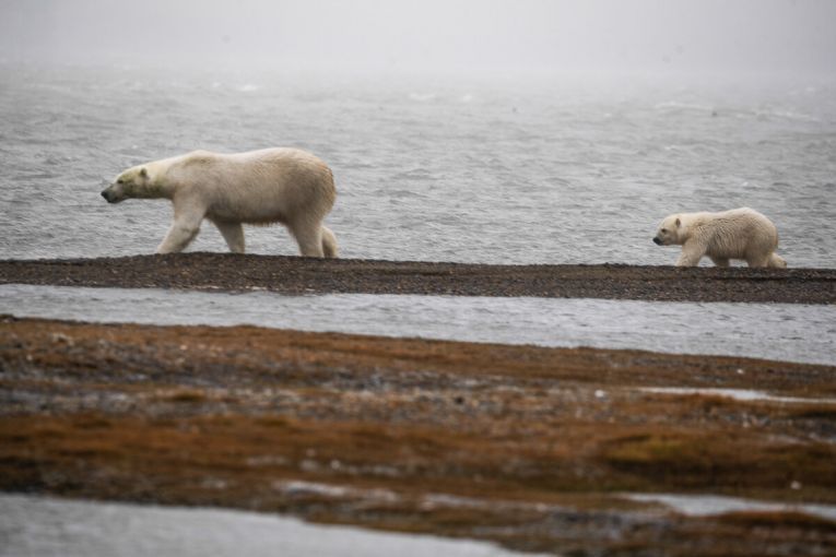 Mama bear and cub ambling by the shore. Image by Nick Mott. United States, 2019.