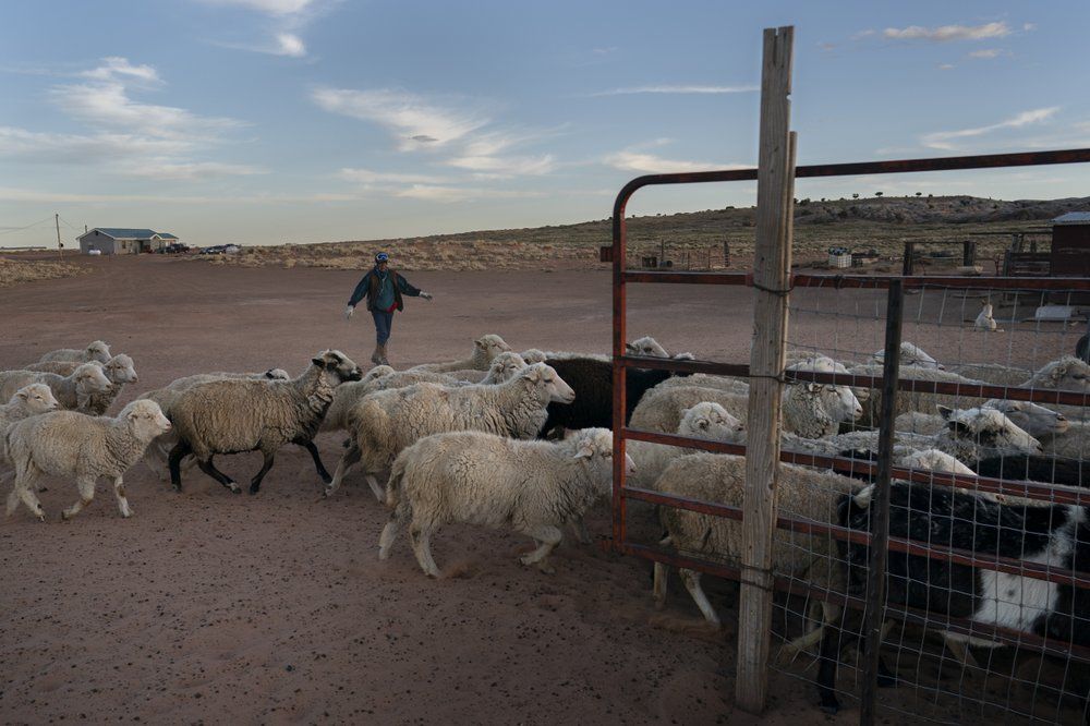 Navajo rancher and shepherd Leslie Dele guides his sheep into their corral at the end of the day on the family ranch outside Tuba City, Ariz., on the Navajo reservation on April 22, 2020. The reservation has some of the highest rates of coronavirus in the country. If Navajos are susceptible to the virus' spread in part because they are so closely knit, that's also how many believe they will beat it. Image by AP Photo/Carolyn Kaster. United States, 2020.