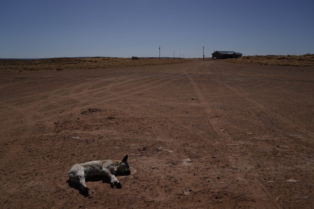 A sheep herding dog named "Red" rests in the morning sun before going out with the flock of Navajo rancher Leslie Dele outside Tuba City, Ariz., on the Navajo reservation on April 22, 2020. The reservation has some of the highest rates of coronavirus in the country. If Navajos are susceptible to the virus' spread in part because they are so closely knit, that's also how many believe they will beat it. Image by AP Photo/Carolyn Kaster. United States, 2020.