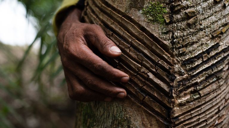 Seu Francisco is a rubber tapper and one of the 400 residents of the Guariba-Roosevelt Extractive Reserve -- he remains, even after a sharp drop in the price of natural latex. Mato Grosso, Brazil, 2020. Image by Ahmad Jarrah. Brazil, 2020.