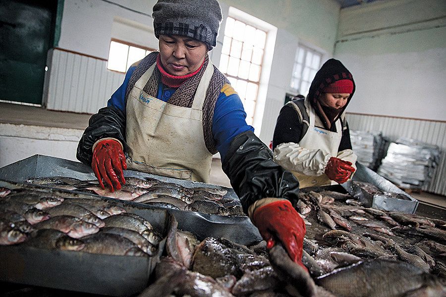 Workers sort fish at a processing facility in Aralsk, Kazakhstan. Jobs have returned to the town as fishing operations have restarted and new fish processing facilities have opened. This facility processed roughly 500 tons of fish in 2016. Image by Taylor Weidman. Kazakhstan, 2018.
