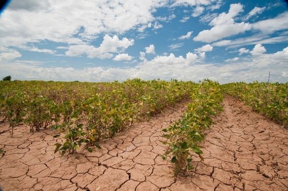 Drought is just one of challenge food growers will have to confront in a changing climate. Image courtesy of U.S. Department of Agriculture on Flickr. United States, 2013.